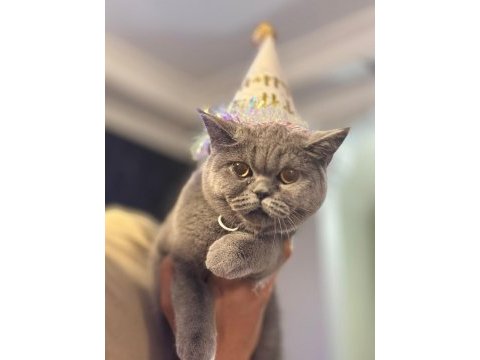 2 aylık british shorthair yavru kediler