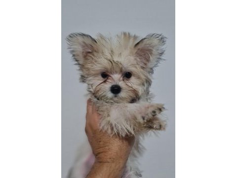 Minik morkie yavrularımız