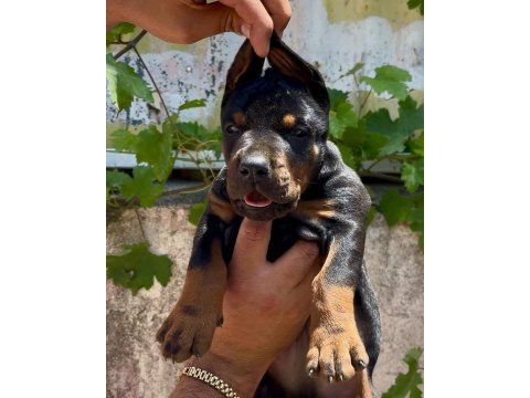 A şecereli anne ve babadan üst düzeyde kaliteli dobermanlar