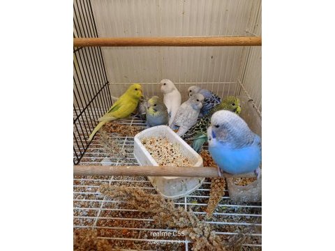 Bebek muhabbet kuşu yavrular