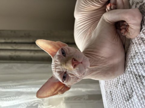 Sphynx saf ırk yavrumuz