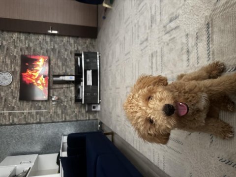 11 aylık maltipoo – enerjik, sevecen, aşıları tam