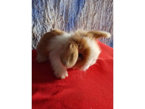 Teddy lop tavşan yavrular mavi göz