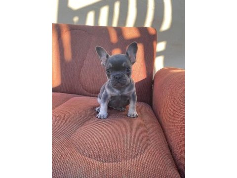 Blue-tan french bulldog puppy