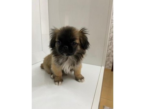 2.5 aylık pekinez