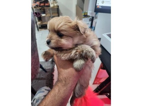 Rezerveye açık köpekler