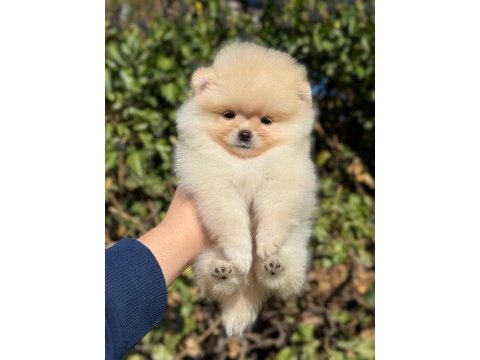 2 aylık oyuncu pomeranian