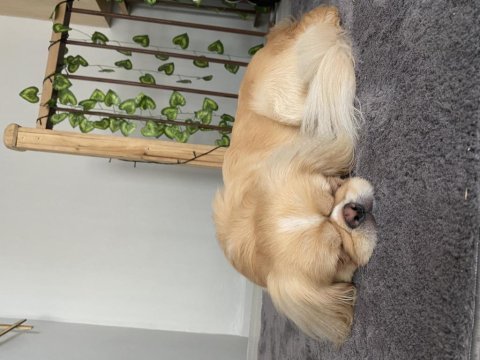 Sakin ve uslu pekinez puffy