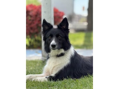 Köpeğimizden daha akıllısı yok