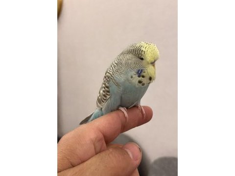 Yavru ele alışlın şhow jumbo erkek muhabbet kuşu