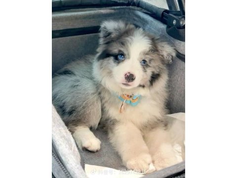 Safkan border collie yavrular