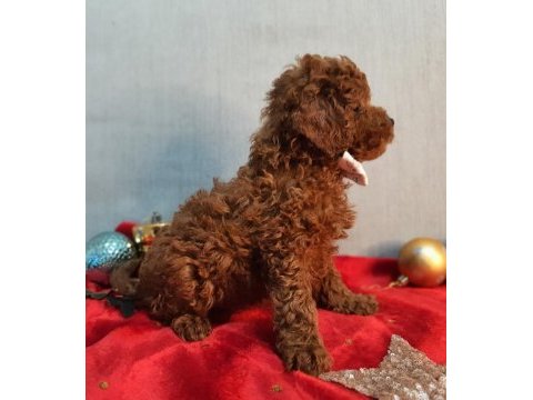 Irk ve sağlık garantili orijinal anne altından poodle