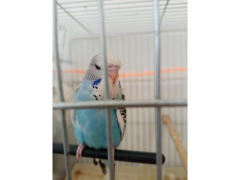Jumbo yavru muhabbet kuşu