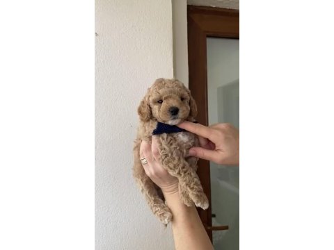 Toy poodle yavrular bandırma