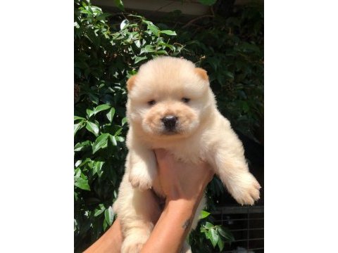 Ayı surat chow chow yavrularım