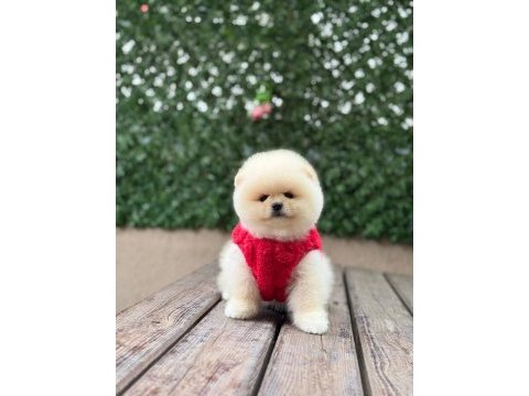 Orjinal pomeranian boo yavrular