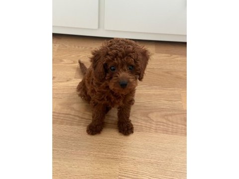 Yavru toy poodle red brown