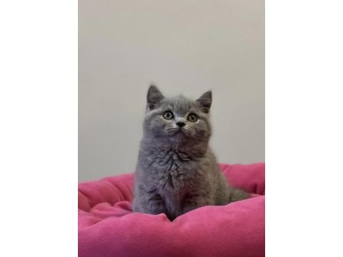 Brıtısh shorthair yavrularım 