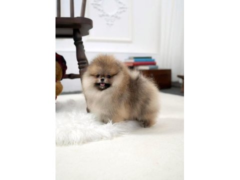 Boo pomeranian ayı surat yavrularımız