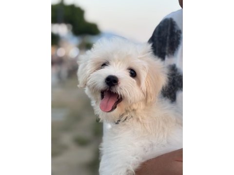 Yer sorunları yüzünden sahiplendirilecek köpeğimiz