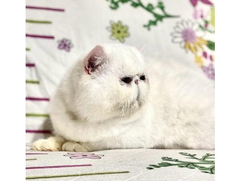 Şampiyonlar şampiyonu exotic shorthair nikolas