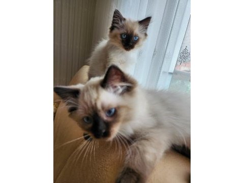 4 aylık yavru ragdoll kediler