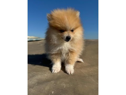 Pomeranian boo yavrularımız ırk garantilidir