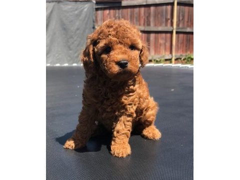 Toy poodle yavruları