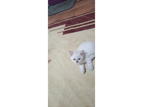 Minik british shorthair patiler