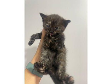 Sahiplendirme british shorthair