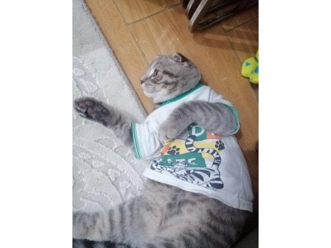 Scottish fold yavru