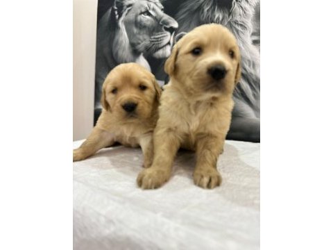 Baby show kalite yavrular 