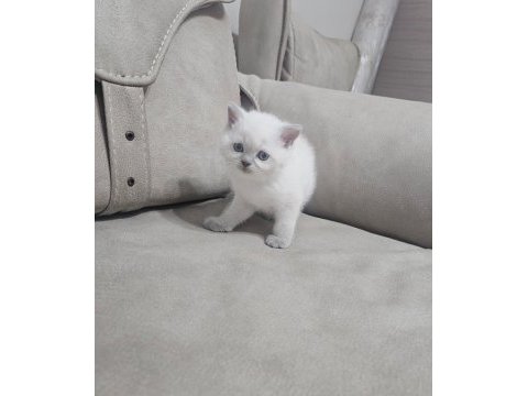 Beyaz scottish fold prens