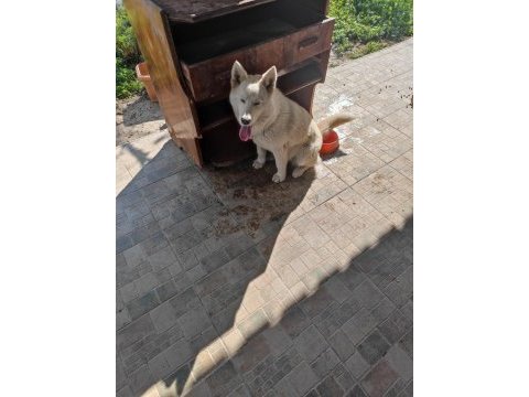 Safkan dişi husky köpeği