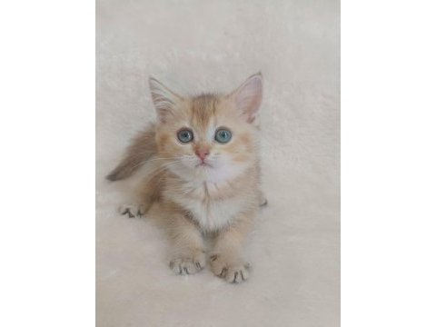 Minicik bebiş kediler