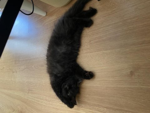 Muğla/dalaman 2 aylık british longhair dişi