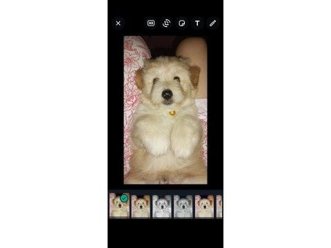 3 aylık erkek terrier sahibinden sahiplendiriyoruz