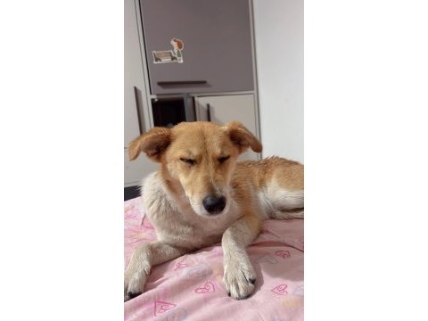 Köpeğimize acil yuva ücretsiz sahiplenme