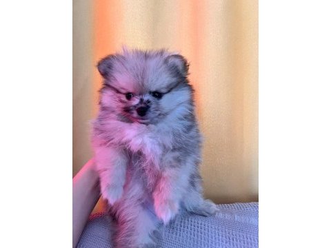 Pomeranian boo teddy bear