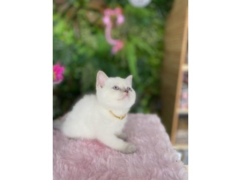 Güzeller güzelim british shorthair sağlık garantili