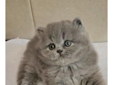 British longhair yavrumuz