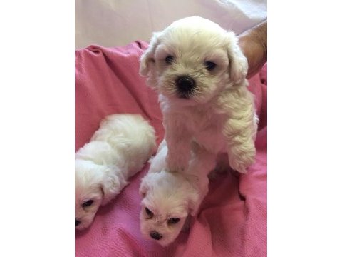 Minyatür boy maltese yavrular