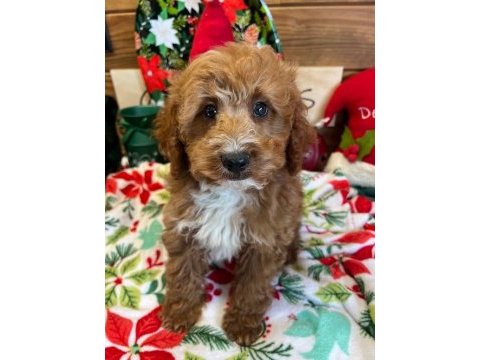 Safkan maltipoo bebekleri