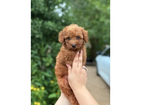 Erkek teacup poodle