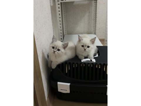A kalite british shorthair silver point yavrum