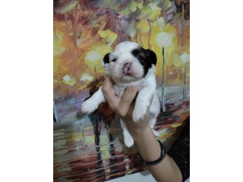 Dişi shih tzu bebeklerim