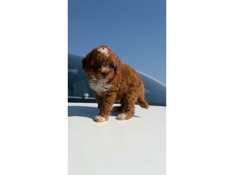 Parti color toy poodle yavrular