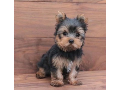 Mini minnak yorkshire terrier yavrular