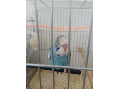 Jumbo yavru muhabbet kuşu