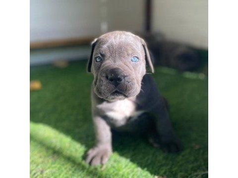 Evinizin neşesi cane corso her yere kapıda öde